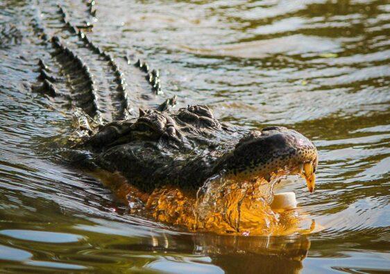 Bloß nicht rein fallen! Wer hier einen falschen Schritt macht ist in großer Gefahr. Durch einen Sumpf voller Aligatoren fahren ist ein Traum.