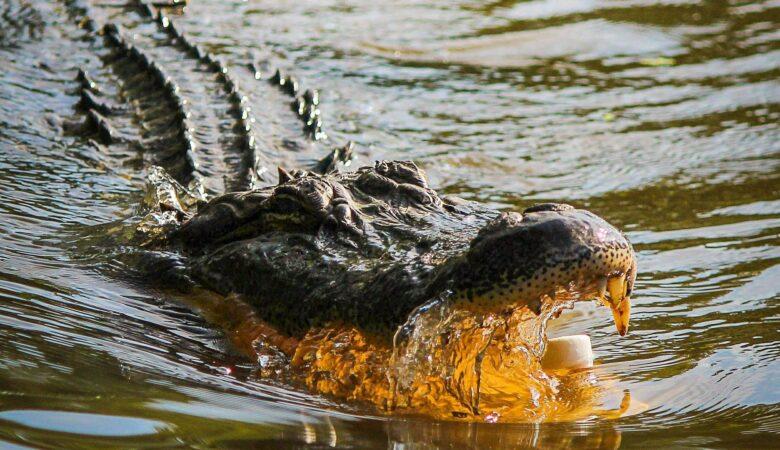Bloß nicht rein fallen! Wer hier einen falschen Schritt macht ist in großer Gefahr. Durch einen Sumpf voller Aligatoren fahren ist ein Traum.