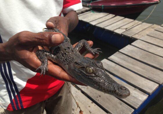 Ein Krokodil in den Händen halten.