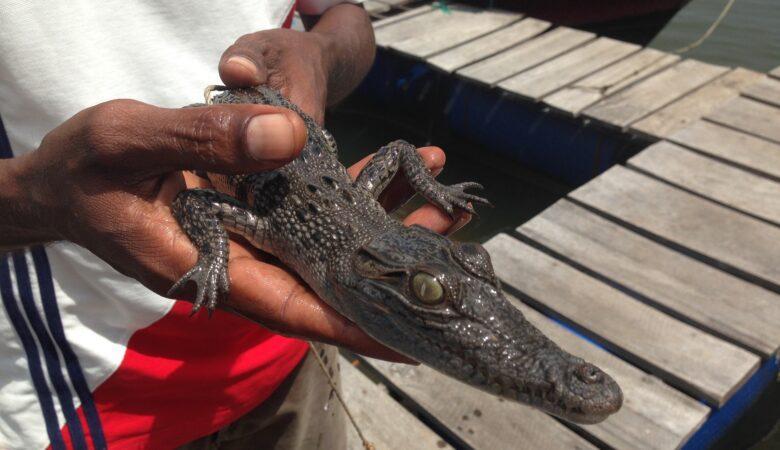 Ein Krokodil in den Händen halten.