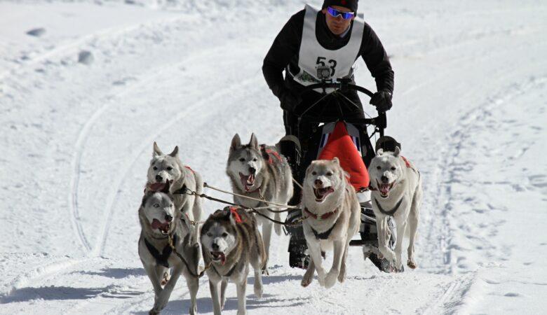 Schnell durch den Schnee. Ein Schlittenhundrennen fahren kann unglaublich viel Spaß machen.