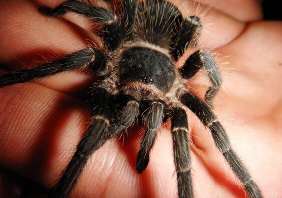 Bloß nicht zu genau hinschauen! Eine große Spinne auf der Hand halten ist für manche purer Horror.
