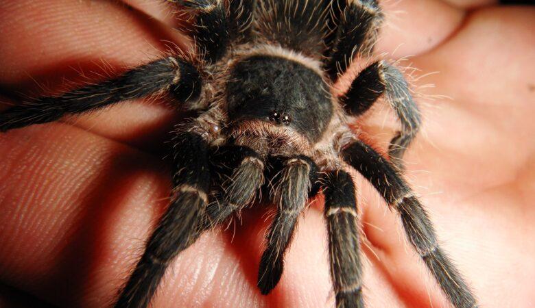 Bloß nicht zu genau hinschauen! Eine große Spinne auf der Hand halten ist für manche purer Horror.