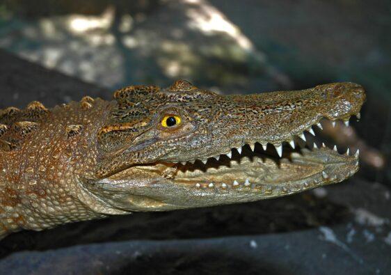 Alligatoren sehen immer aus, als würden sie lächeln. Krokodile tun dies nicht. Einen Aligator in den Händen halten ist ein unbeschreibliches Gefühl.