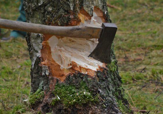 Mit roher Handarbeit ist einen Baum fällen immer noch am schönsten.