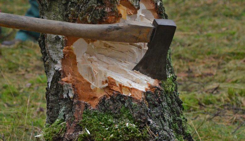 Mit roher Handarbeit ist einen Baum fällen immer noch am schönsten.