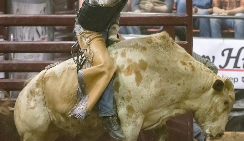 Es kann wild und gefährlich werden wenn man beim Rodeo einen Bullen reiten will!