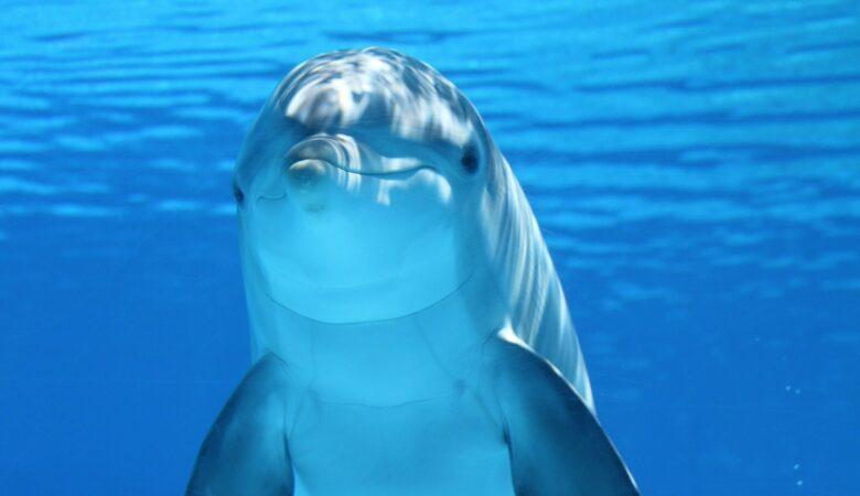 Mit Delfinen schwimmen ist einer der Top Bucket List Ideen!
