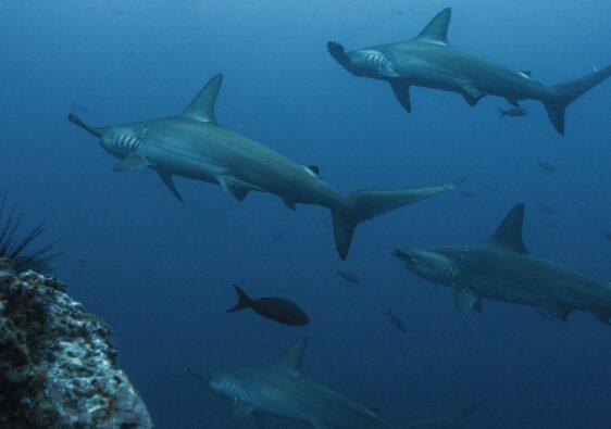 Mit Haien schwimmen ist eine gefährliche aber spannende Bucket List Idee.