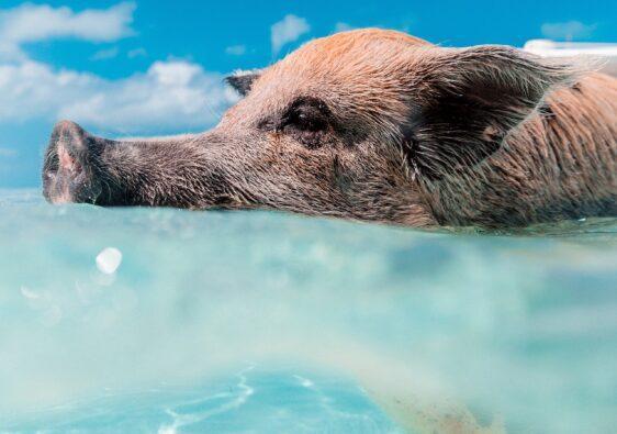 Kristallklares Wasser und mittendrin süße Schweinchen. Mit Schweinen schwimmen ist einfach wunderbar.