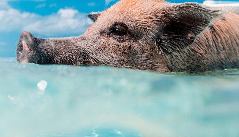 Kristallklares Wasser und mittendrin süße Schweinchen. Mit Schweinen schwimmen ist einfach wunderbar.