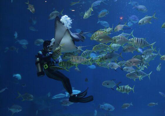 Man kommt beim Scuba Diving der Unterwasserwelt nah wie sonst nicht.