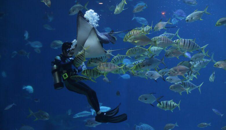 Man kommt beim Scuba Diving der Unterwasserwelt nah wie sonst nicht.