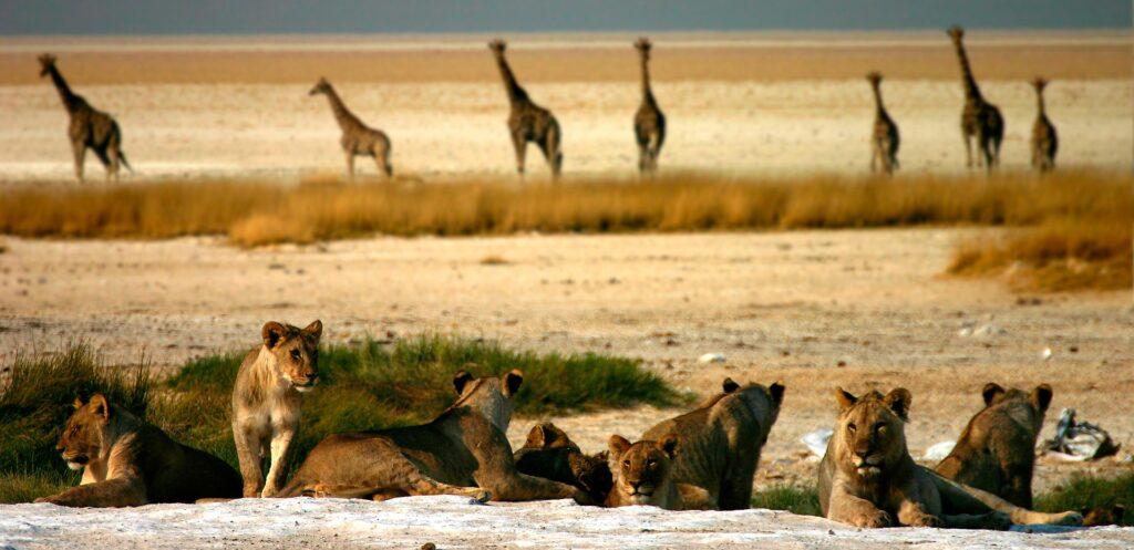 Etosha Nationalpark - Sehenswürdigkeit in Namibia