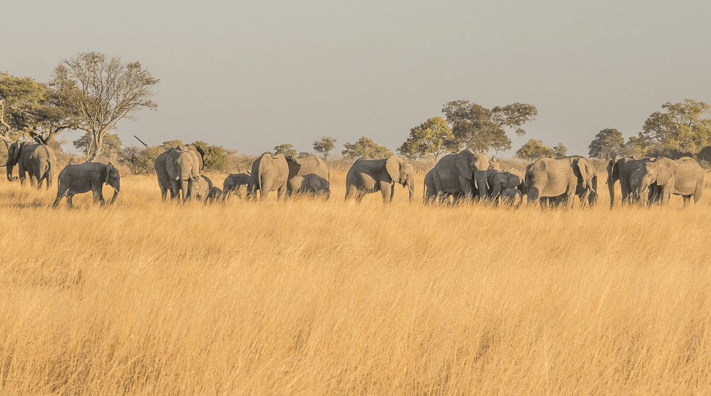 Kavango-Zambezi Schutzgebiet
