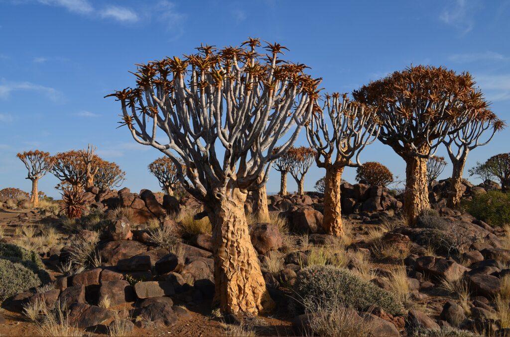 Köcherbaumwald - Sehenswürdigkeiten in Namibia