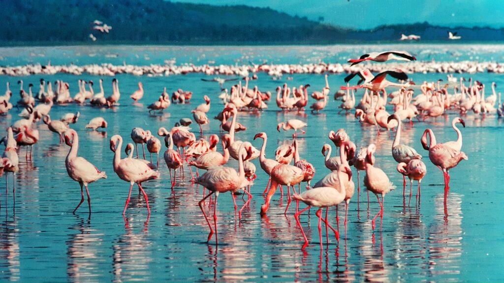 Lake Nakuru Nationalpark