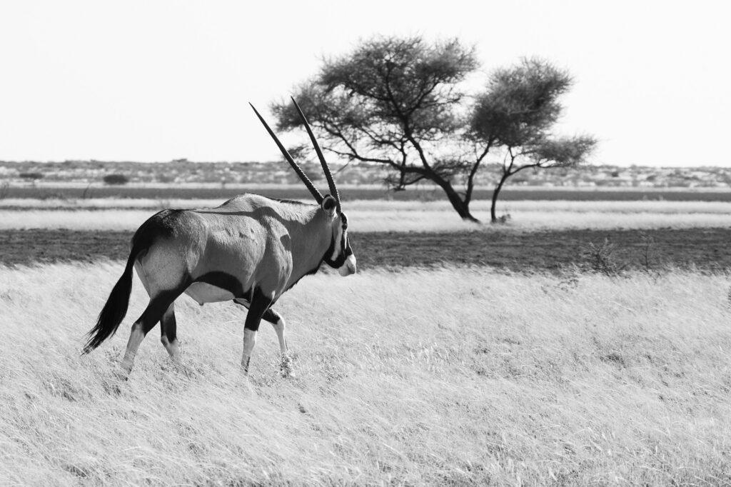 Sehenswürdigkeiten in Botswana - Kalahari