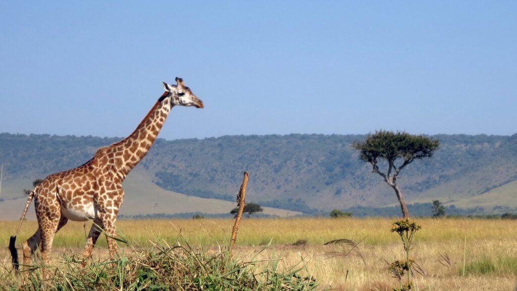 Sehenswürdigkeiten in Kenia - Masai Mara Wildreservat