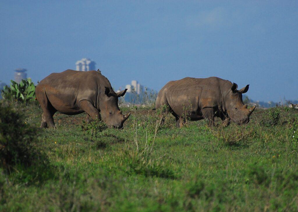 Nairobi Nationalpark