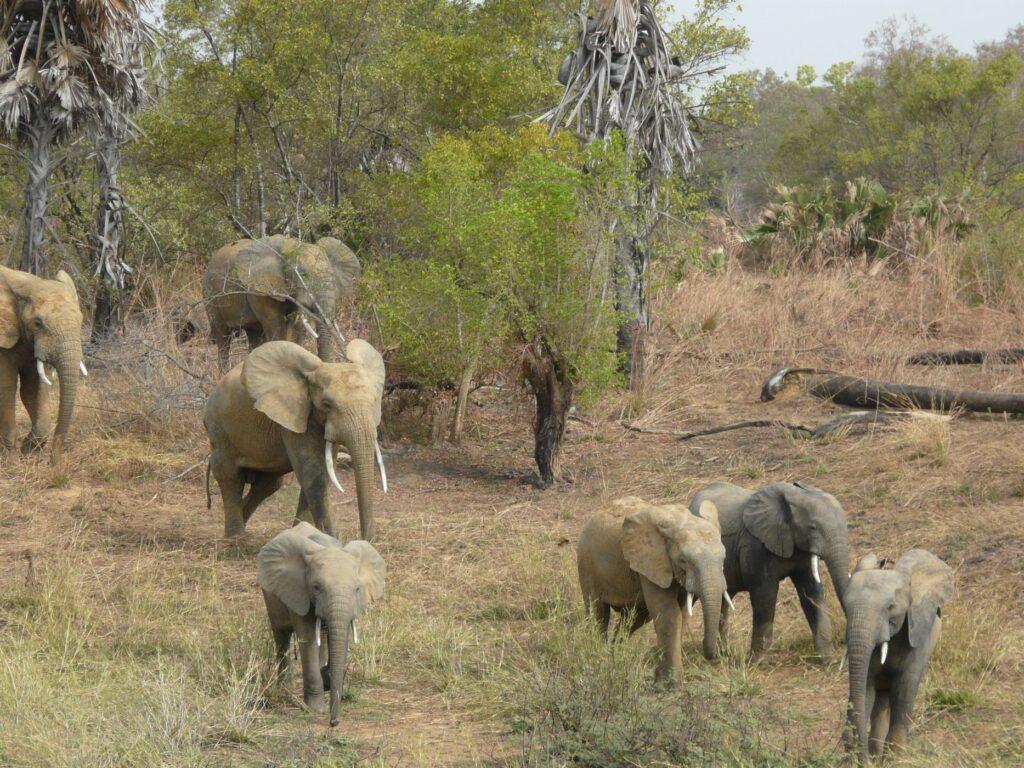 Pendjari Nationalpark - Bildquelle: Unesco.nl