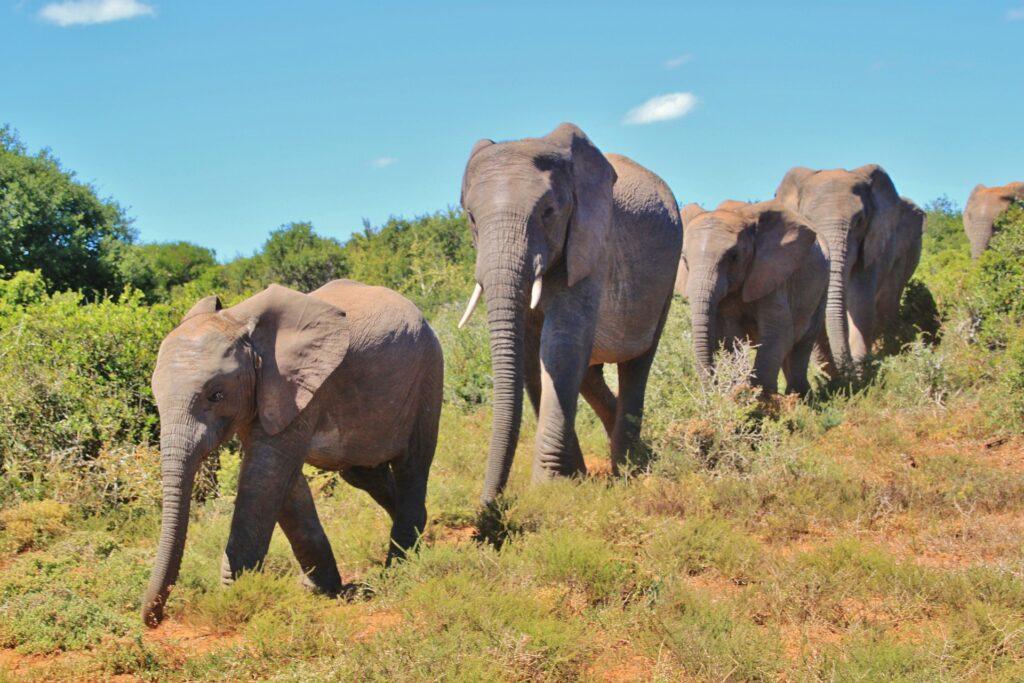 Addo Elephant Park