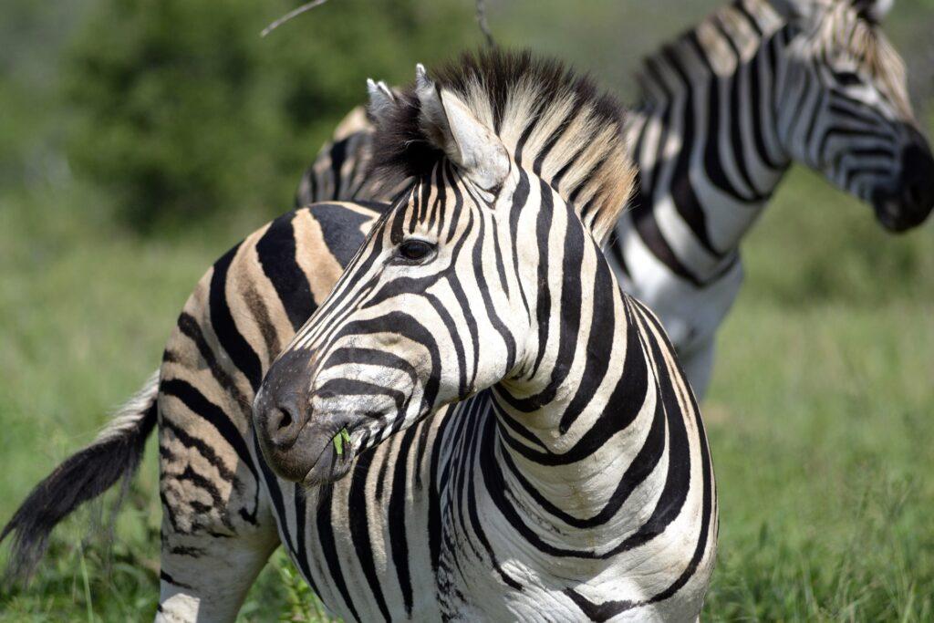 Hluhluwer Umfolozi Game Reserve