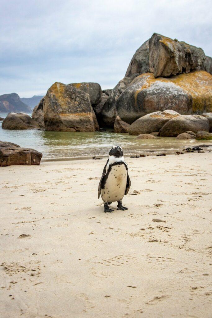 Sehenswürdigkeiten in Südafrika - Boulder Beach