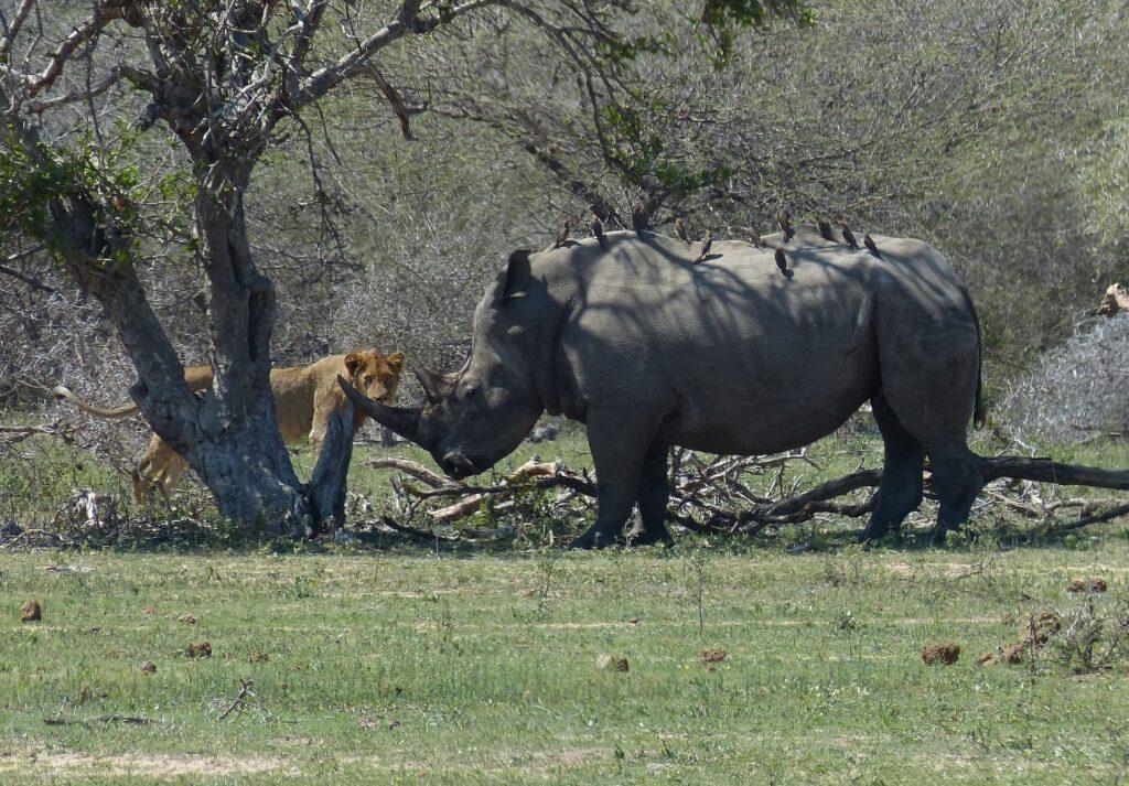 Sehenswürdigkeiten in Südafrika - Krüger Nationalpark