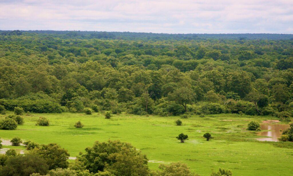 Sehenswürdigkeiten in Ghana: Mole Nationalpark