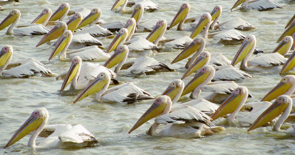 Sehenswürdigkeiten Senegal: Djoudj Nationalpark