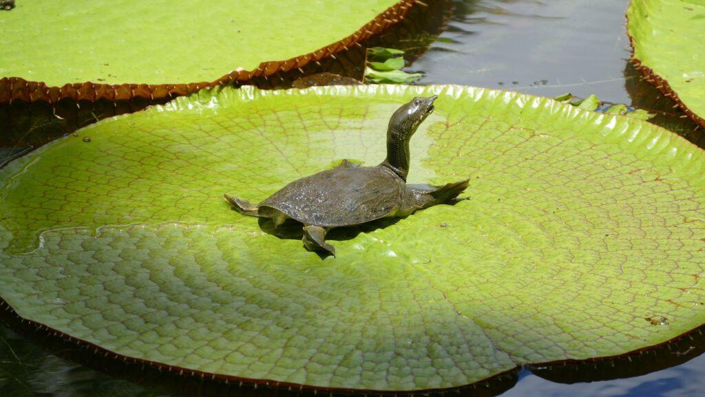 Pamplemousses Botanical Gardens