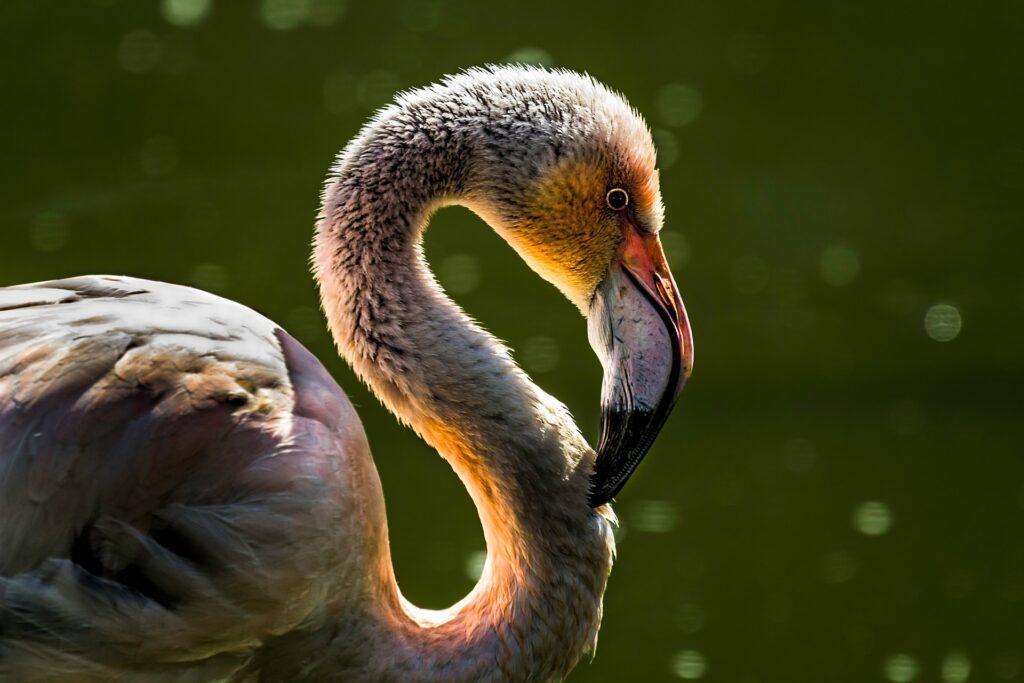 Flamingo am Natronsee