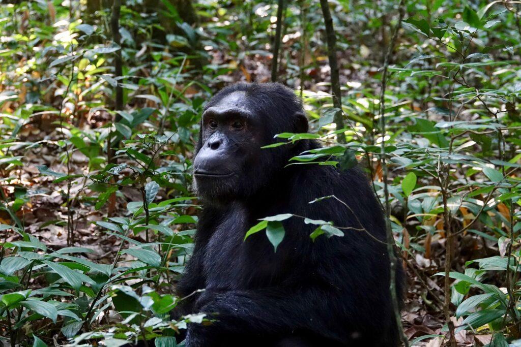 Kibale Nationalpark