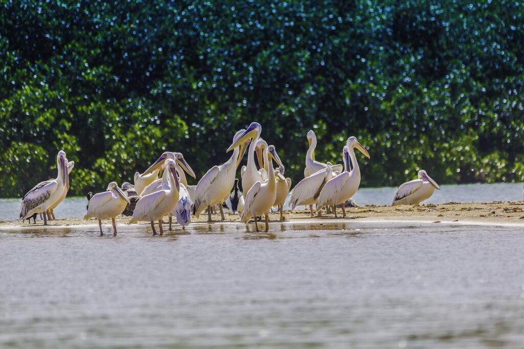 Nationalpark Delta du Saloum