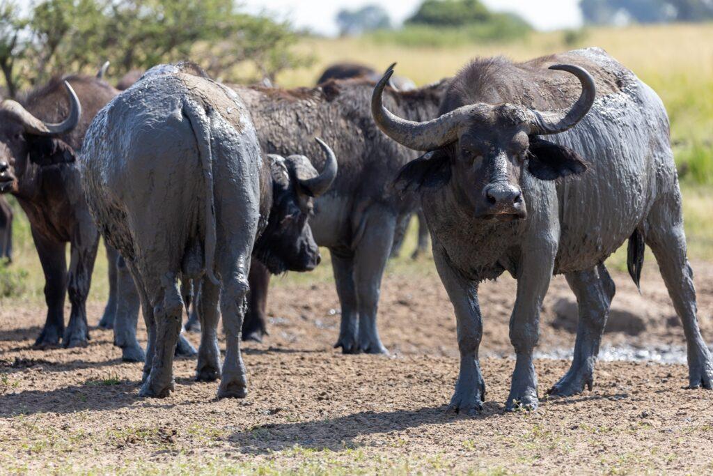 Queen Elizabeth Nationalpark