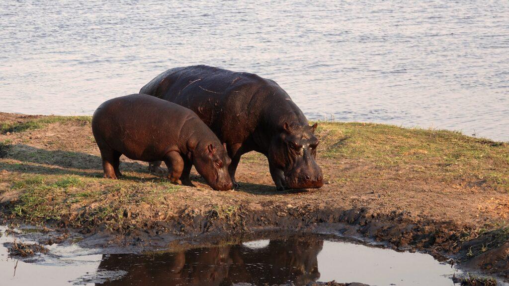 Rusizi Nationalpark