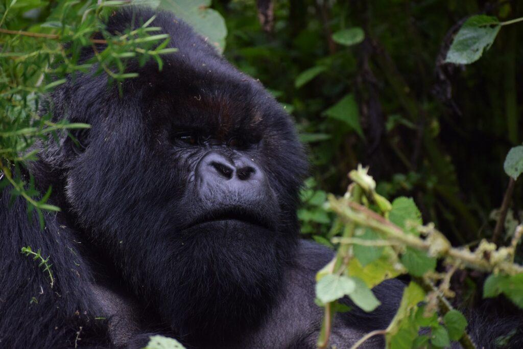 Sehenswürdigkeiten Burundi - Kibira Nationalpark