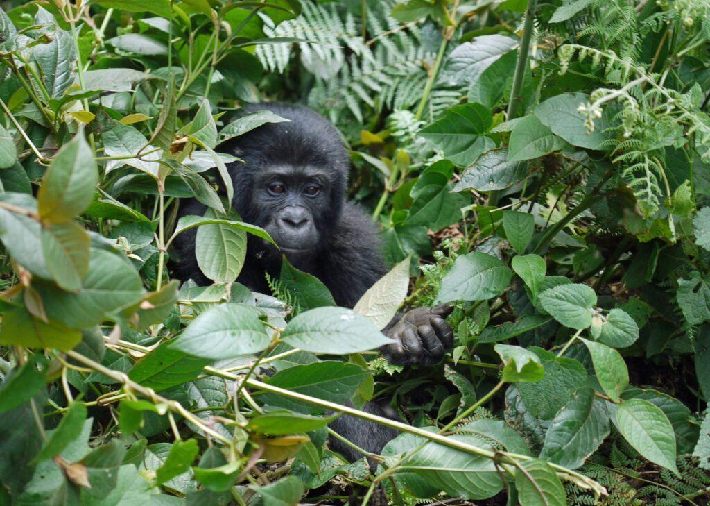 Sehenswürdigkeiten Uganda - Bwindi Nationalpark