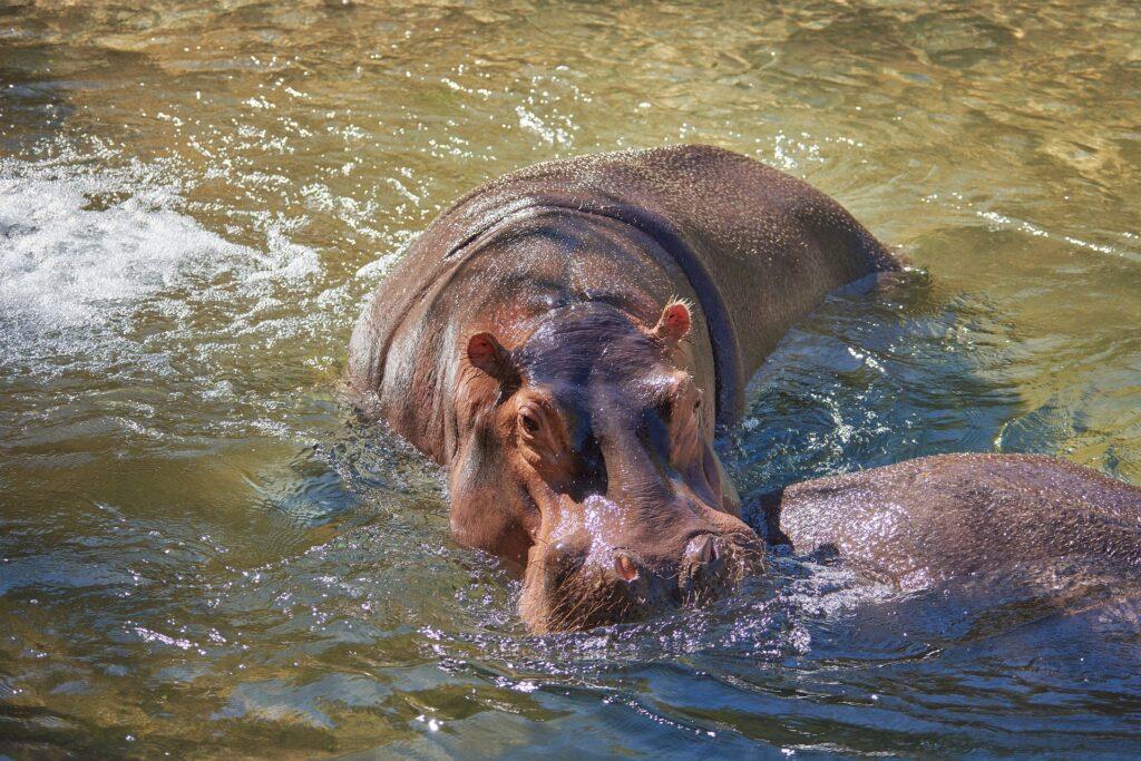 Dzongo-Ndoki Nationalpark