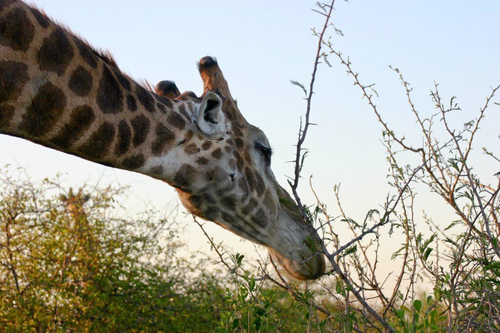 Sehenswürdigkeiten Eswatini - Hlane Royal Nationalpark