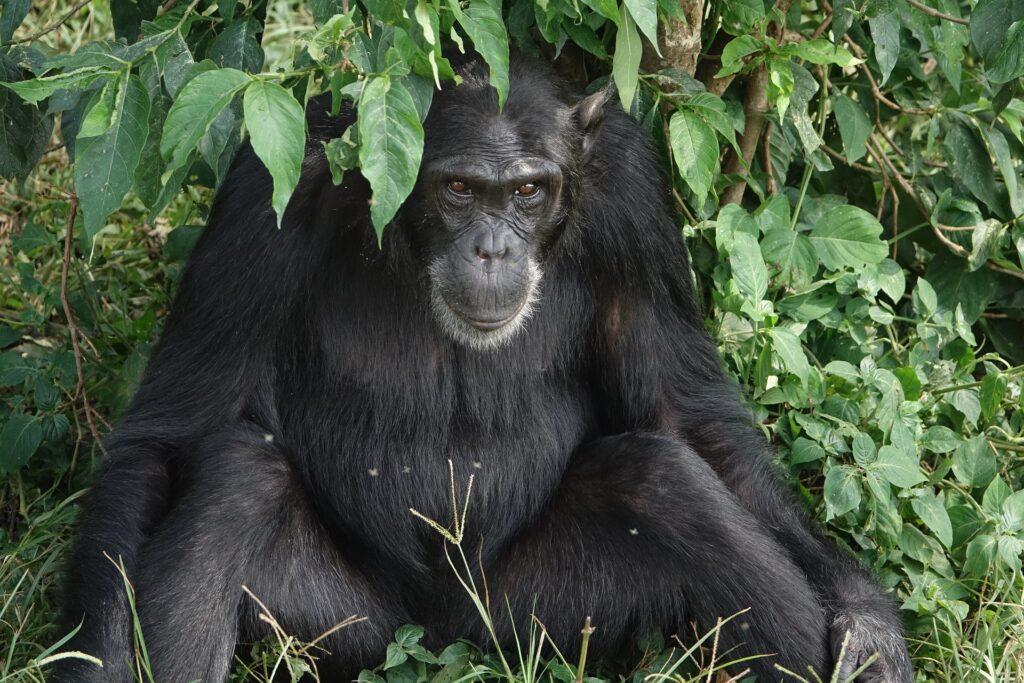 Sehenswürdigkeiten Kamerun - Korup Nationalpark