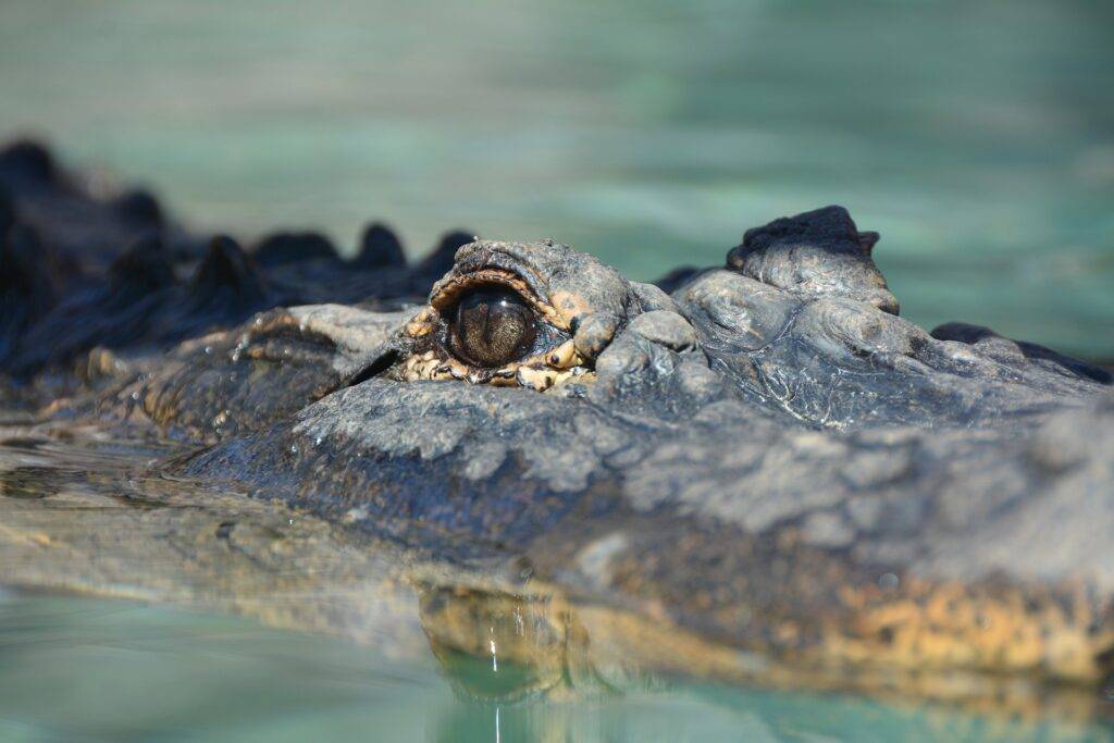 Lower Sambesi Nationalpark