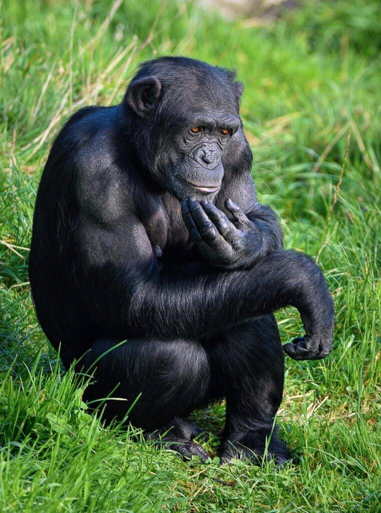 Sehenswürdigkeiten Sierra Leone - Schimpanse im Sakanbiarwa-Naturschutzgebiet