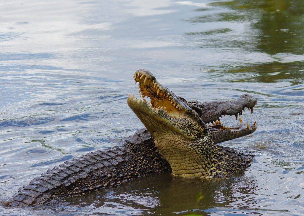 Katchikally Crocodile Pool