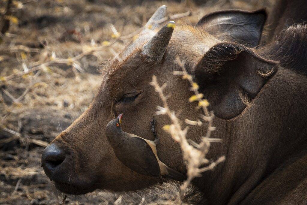 Sehenswürdigkeiten Gabun - Loango Nationalpark