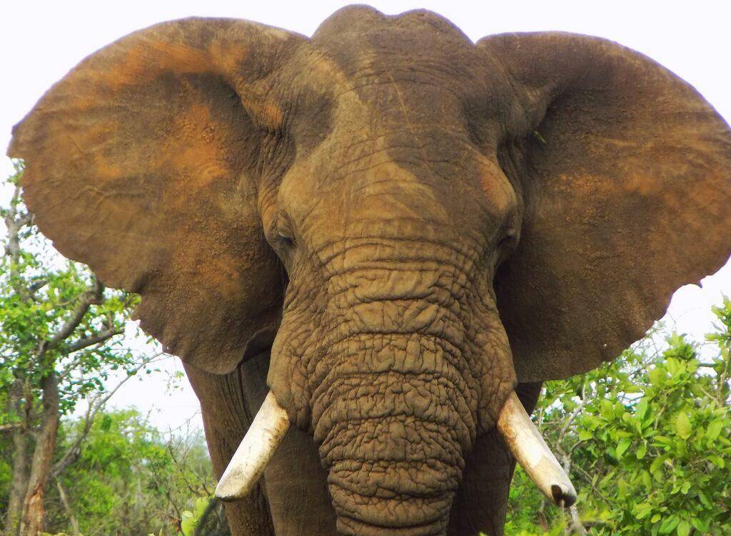 Sehenswürdigkeiten Guinea-Bissau: Dulombi-Boe-Nationalpark