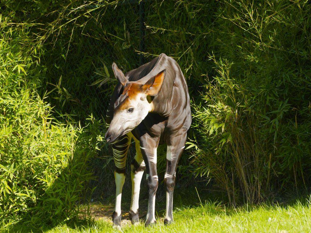 Sehenswürdigkeiten Kongo - Ituri-Regenwald