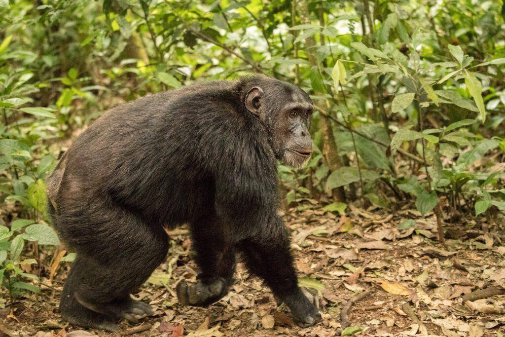 Sehenswürdigkeiten Kongo - Nationalpark Virunga