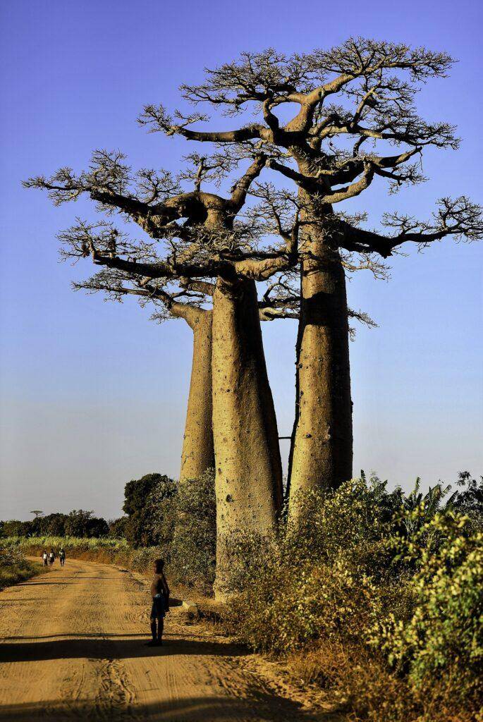 Sehenswürdigkeiten Madagaskar - Baobab-Allee